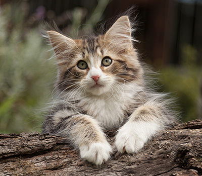 Leonor - 12 weeks old