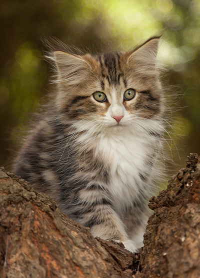 Leonor - 12 weeks old
