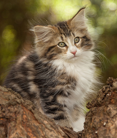Leonor - 12 weeks old