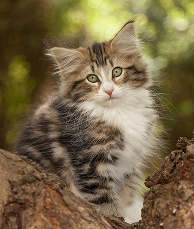 Leonor - 12 weeks old