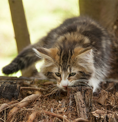 Leonor - 12 weeks old