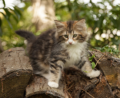 Leonor - 12 weeks old