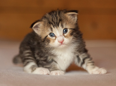 Leonor - 3 weeks old