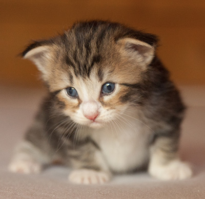 Leonor - 3 weeks old
