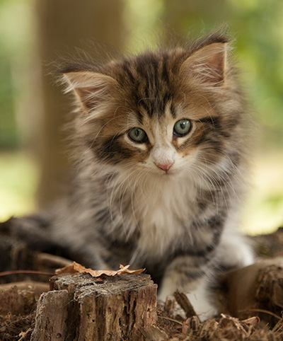 Leonor - 7 weeks old