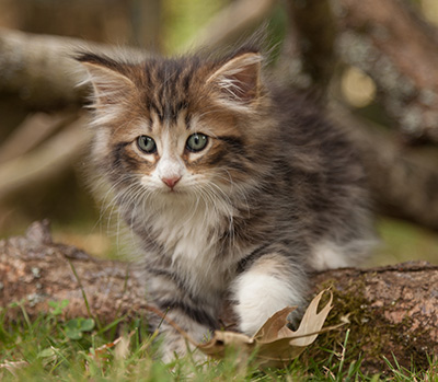Leonor - 7 weeks old