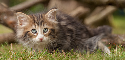 Leonor - 7 weeks old