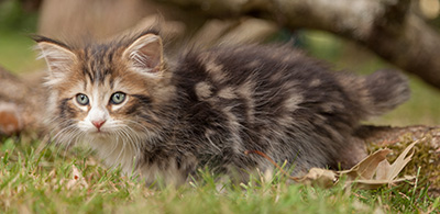 Leonor - 7 weeks old