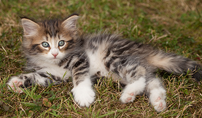Leonor - 7 weeks old
