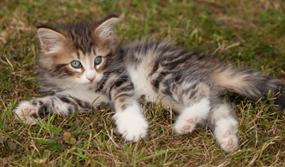 Leonor - 7 weeks old