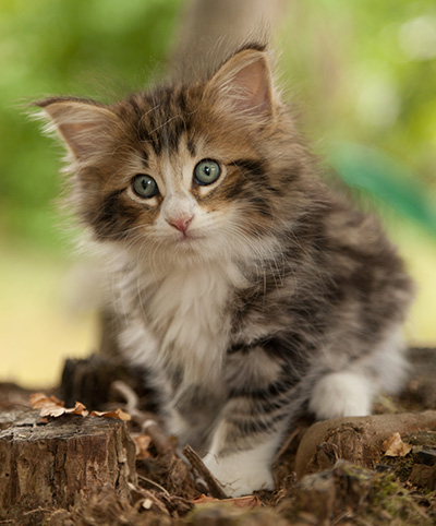 Leonor - 7 weeks old