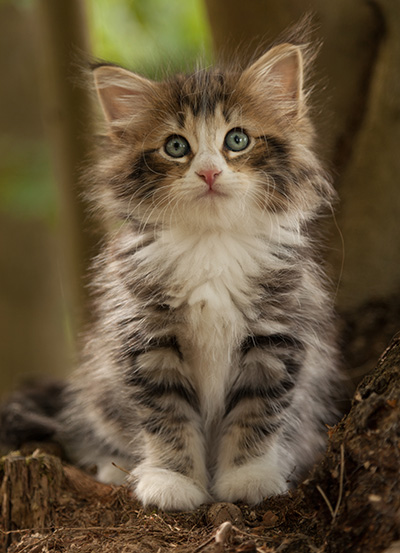 Leonor - 7 weeks old