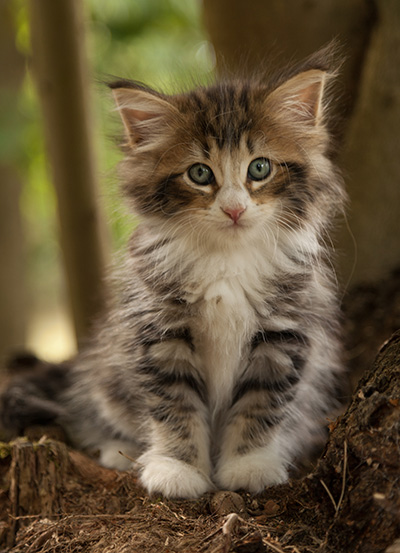 Leonor - 7 weeks old