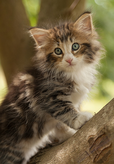 Leonor - 7 weeks old