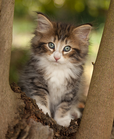 Leonor - 7 weeks old