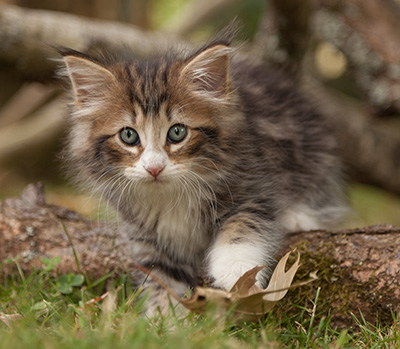 Leonor - 7 weeks old