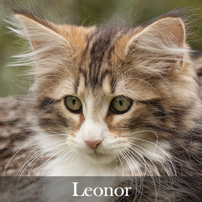 Leonor