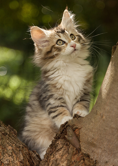 Leopoldine - 12 weeks old
