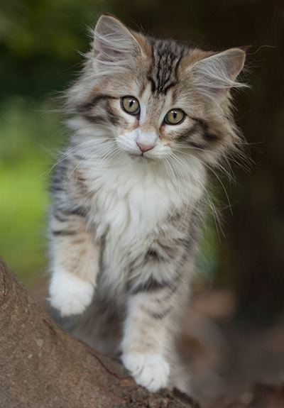 Leopoldine - 12 weeks old