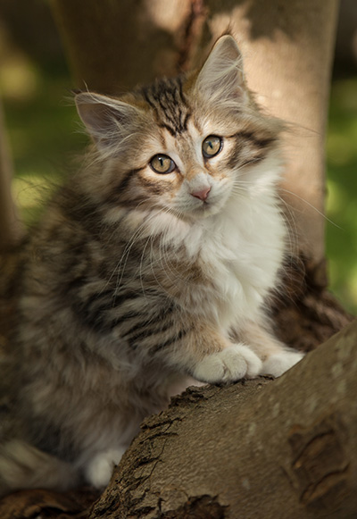 Leopoldine - 12 weeks old