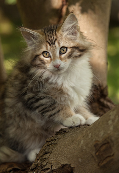 Leopoldine - 12 weeks old