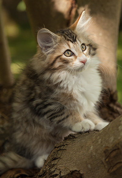 Leopoldine - 12 weeks old