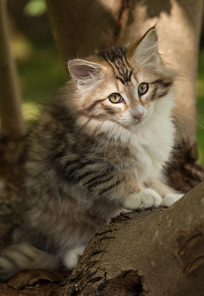 Leopoldine - 12 weeks old