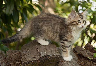 Leopoldine - 12 weeks old