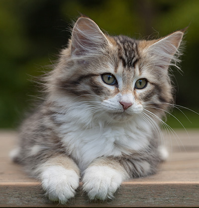 Leopoldine - 12 weeks old