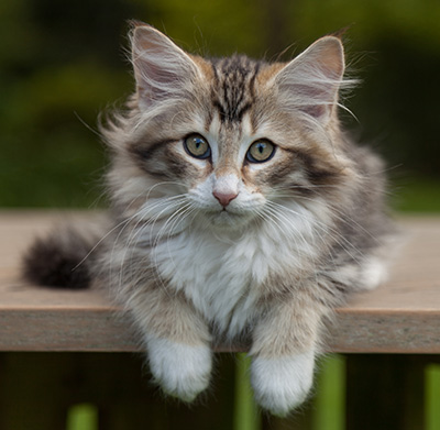 Leopoldine - 12 weeks old