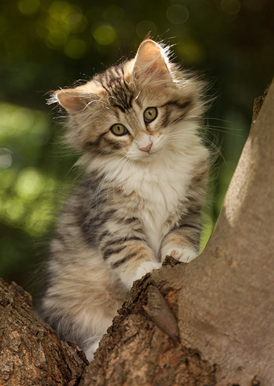 Leopoldine - 12 weeks old