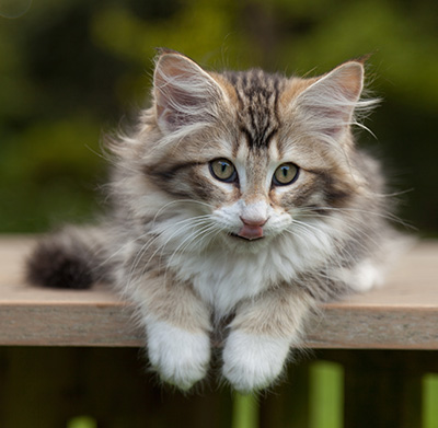 Leopoldine - 12 weeks old