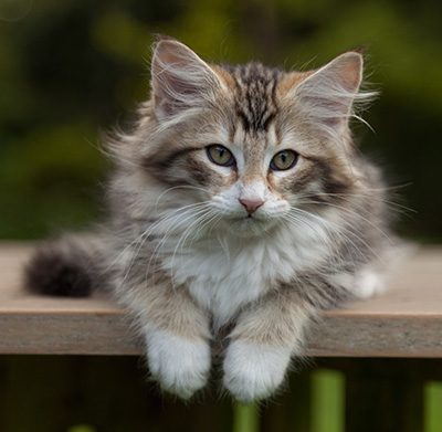 Leopoldine - 12 weeks old