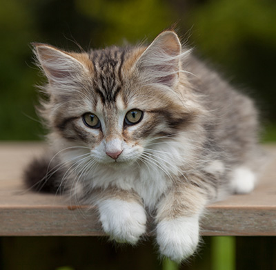 Leopoldine - 12 weeks old
