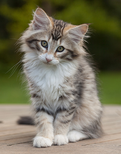 Leopoldine - 12 weeks old