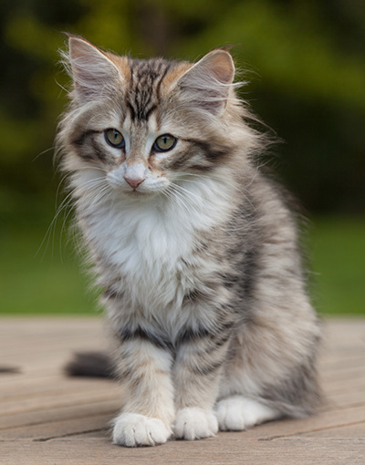 Leopoldine - 12 weeks old