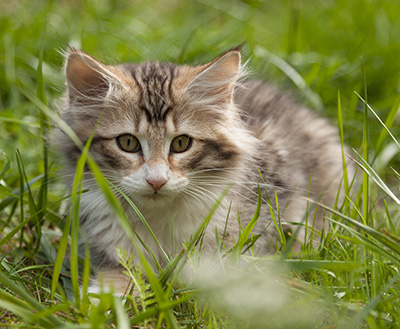 Leopoldine - 12 weeks old