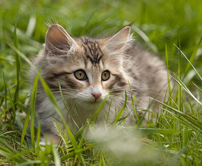 Leopoldine - 12 weeks old