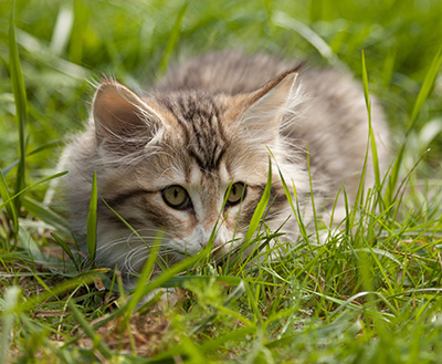 Leopoldine - 12 weeks old