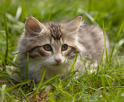 Leopoldine - 12 weeks old