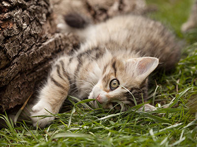 Leopoldine - 12 weeks old