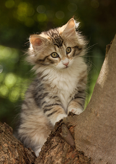 Leopoldine - 12 weeks old