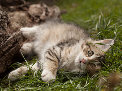 Leopoldine - 12 weeks old