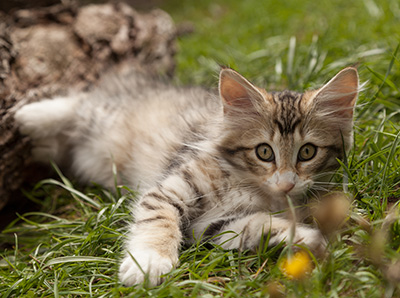 Leopoldine - 12 weeks old