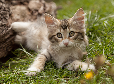 Leopoldine - 12 weeks old