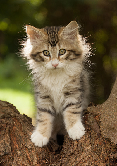 Leopoldine - 12 weeks old