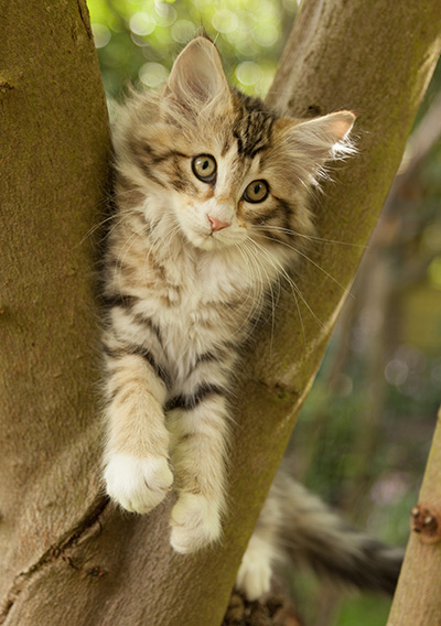 Leopoldine - 12 weeks old