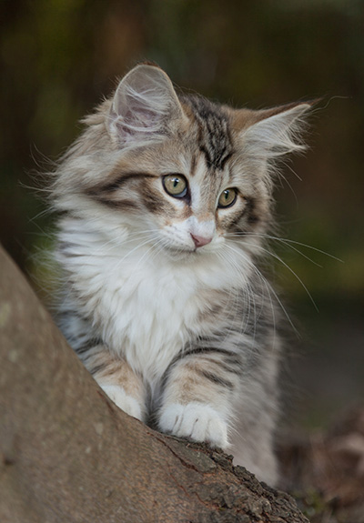 Leopoldine - 12 weeks old