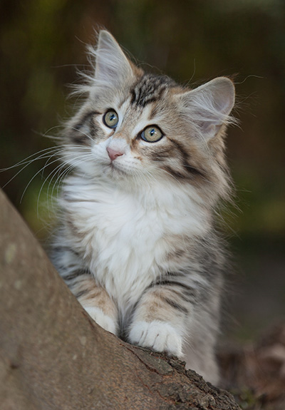 Leopoldine - 12 weeks old