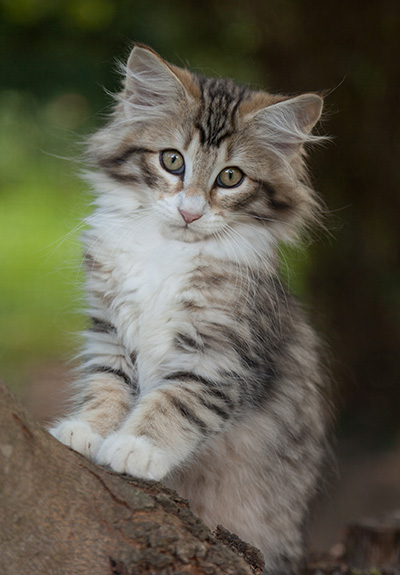 Leopoldine - 12 weeks old